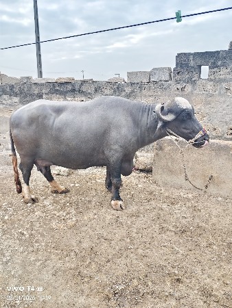9909740298 આ નંબર માં ફોન કરવો