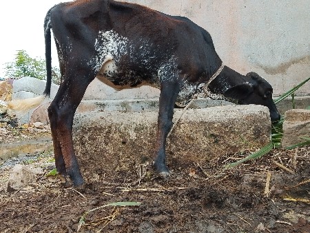 હોળખી વેચવાની છે