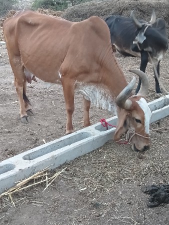 ગાય દેવાની છી ફી મા