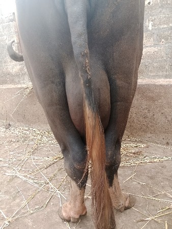 ૧ મહિના ની વયાણેલ છે