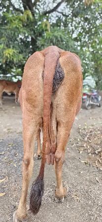 ગાય વેચવાની છે.