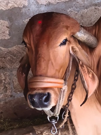 ગીર ગાય વેચવાની છે