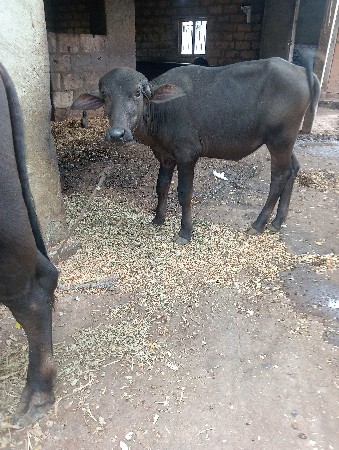 પાડી વેચવાની છે