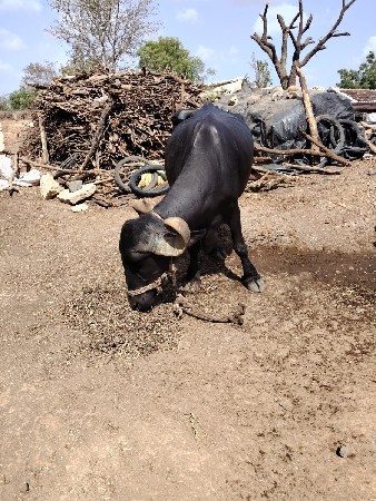 ભેસ વેચવાનિ છે