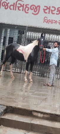 ઘોડી વેચવાની છે