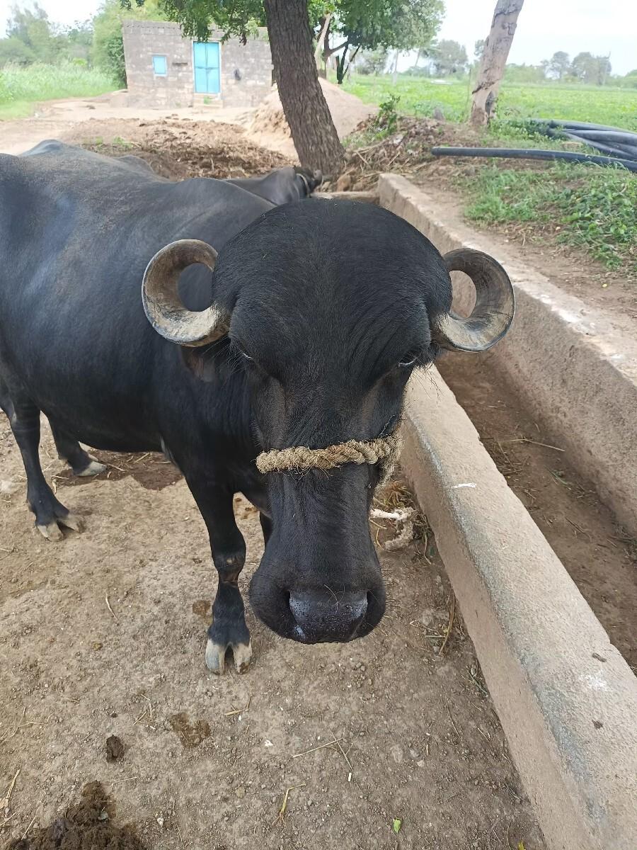 ભેંસ વેચવાની છે
