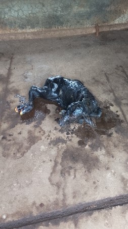 પાડો વેચવાનો છે