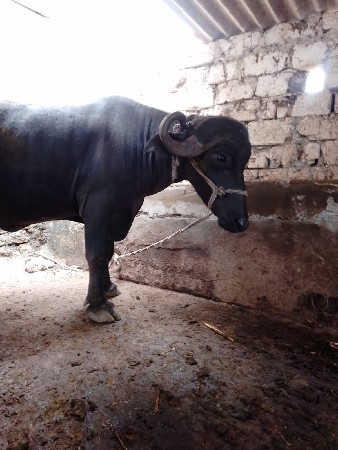આ ભેંસ વેચવાની છે