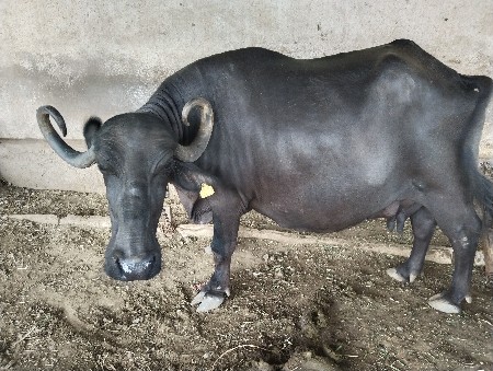 ભેંસ વેચવાની છે