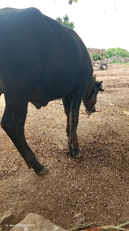 પાડો વેચવાનો છે