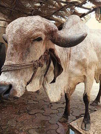 ગાય વેચવાની છે લીલડી