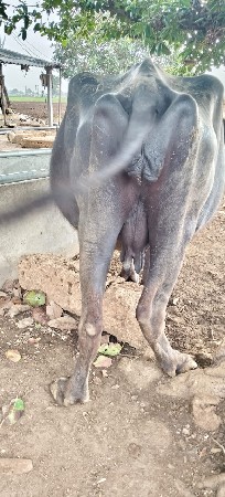 ભેંસ વેસવાની છે