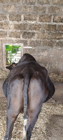 ગાય