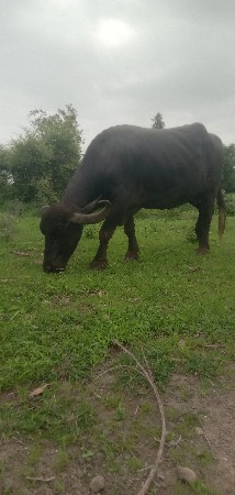 ભેંસ વેચવાની છે