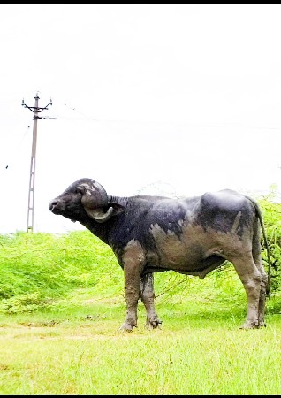 પાડો વેસ વનો સે