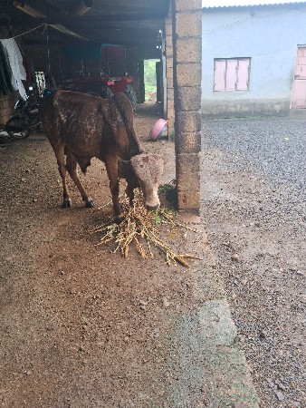 ધણખુટ