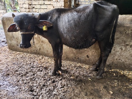 પાડો વેચવાનો છે