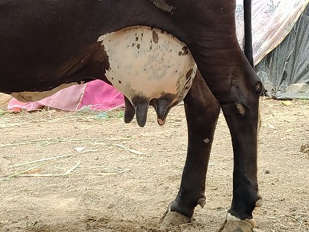 આ ગાય વેચવાની છે