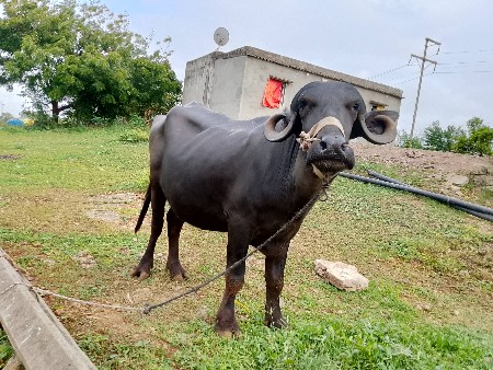 આ ખળેલી વેચવાની છે.