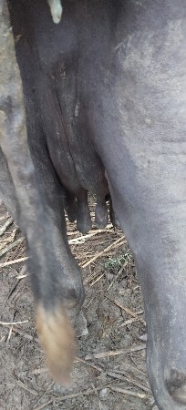 વેસવાની છે પાસદિવસની કાંસી છે