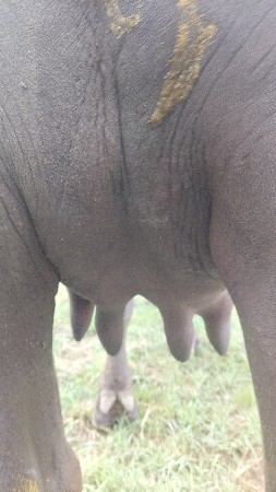પેલું વેતન