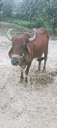 ગાય વેચવાની છે.