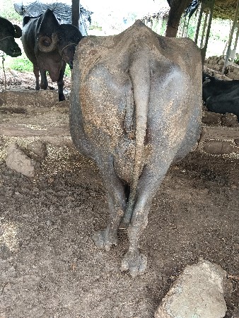 ભેંસ વેચવા ની છે