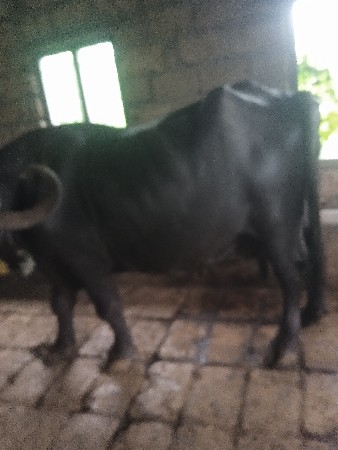 ભેંસ વેસવા ની સે