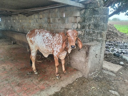 vasdii