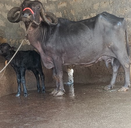 ભૅચ વૅચવાની છૅ.