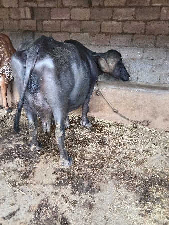 આ ભેંસ વેચવાની છે બે દિવસની કાચી