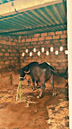 ભેંસ વેચવાની છે