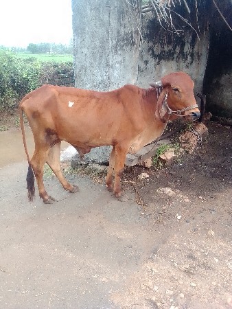 સુત્રાપાડા