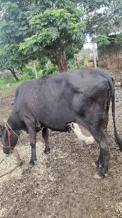 ગાય વેચવાની છે
