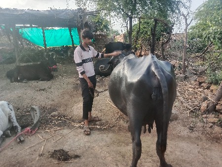 ભેંસ વેચવાની છે