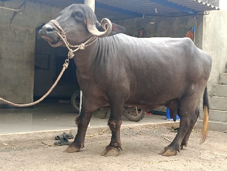 ભેસ વેચવાની છે