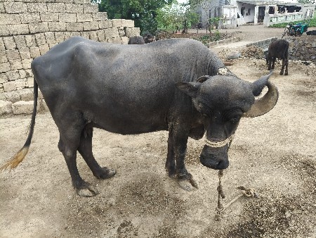 વેચવાની છે