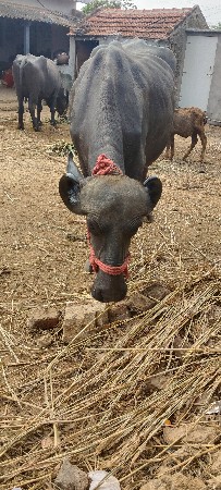 ખડેલી વેચવાની છે