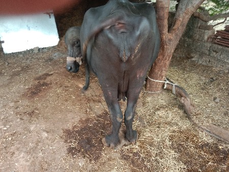 ભેંસ વેચવા ની છે