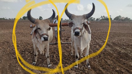 ગોધલા વેચવા ના છે.