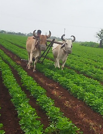 બળદ  વેચવાના છે