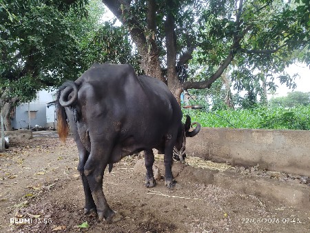 ભેસ વેચવાની છે