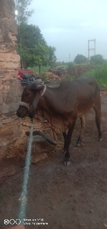 ગીર હોડકી વેચવાની છે