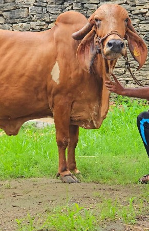ગીર ગાય વેચવાની છે