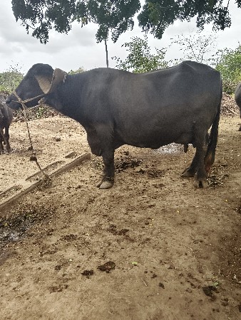 vechavani 6