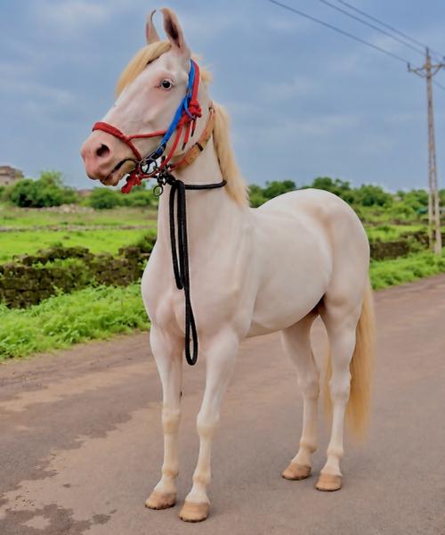 62 હાઈટ