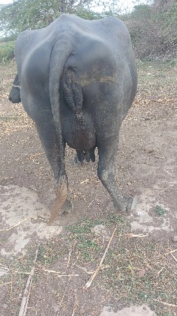 બીજુ વેતર ટોટલ જવાબદારી
