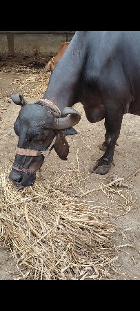ભેંશ વેચવાની છે બીજૂ વેતર