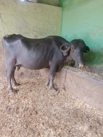 ભેસ વેસવા ની છે