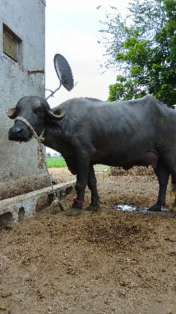 1 વેતર